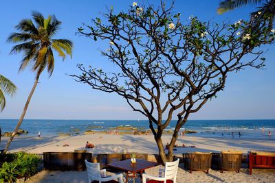 View of beach with trees in background