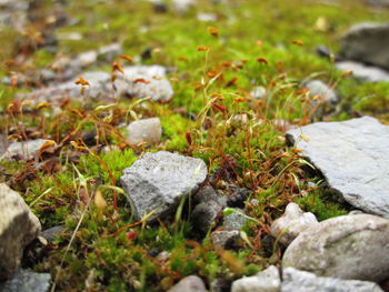 Close-up of grass and water