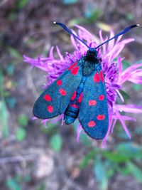 Close-up of butterfly on plant