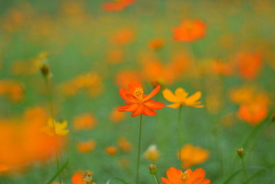 Close-up of flowers blooming outdoors