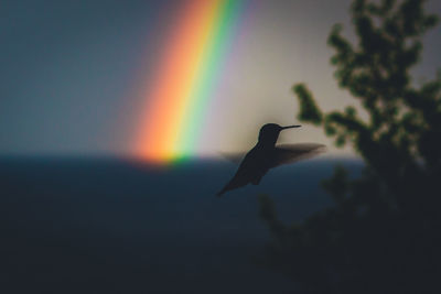 Close-up of silhouette bird flying against sky during sunset