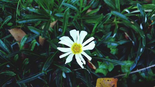 Close-up of flower blooming outdoors