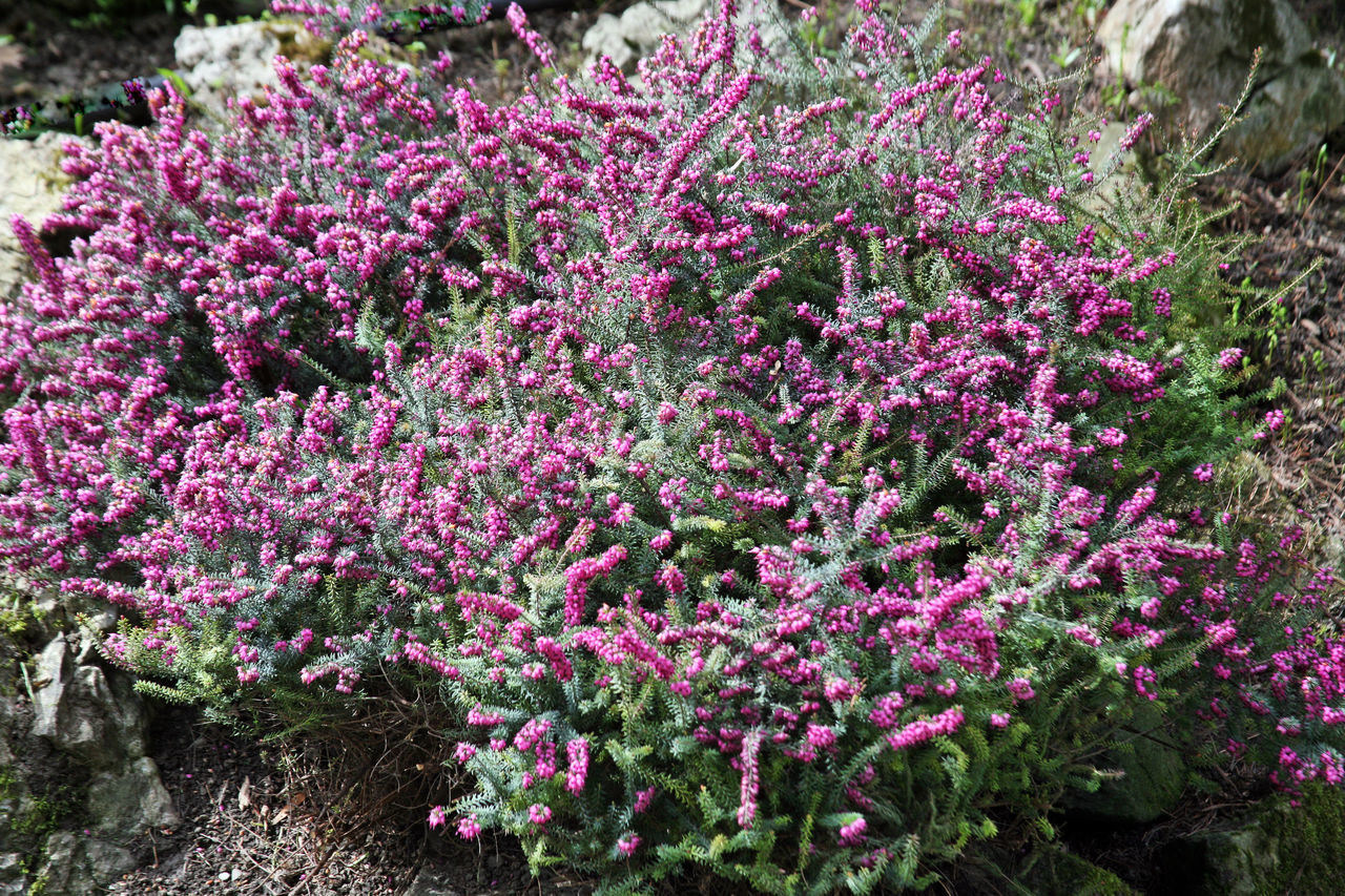 PINK FLOWERING PLANT IN PARK