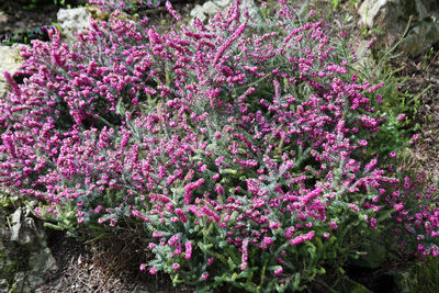 Close-up of pink flowering plants in park