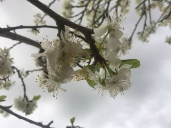 Close-up of plant against sky