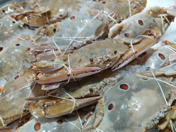 High angle view of fish for sale