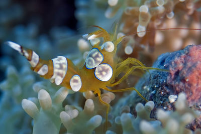 Close-up of fish swimming in sea