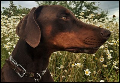 Close-up of dog on grass