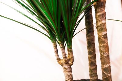 Close-up of palm tree