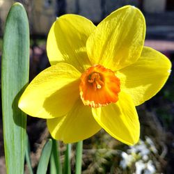 Close-up of yellow flower blooming outdoors