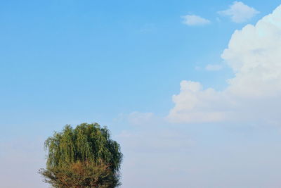 Low angle view of tree against sky