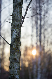 Close-up of tree trunk during winter