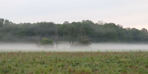 Trees on field against sky