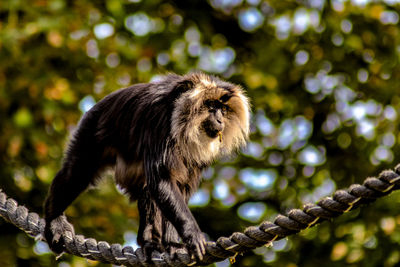 Low angle view of monkey on tree