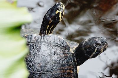 Close up of an animal