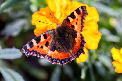Close-up of butterfly pollinating on flower