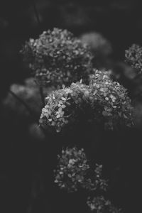 Close-up of flowers against sky