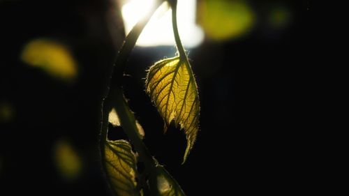 Close-up of butterfly on leaf