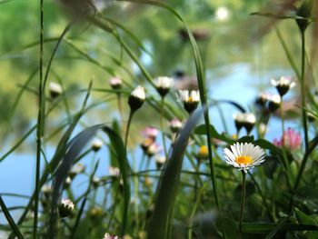 Close-up of white flowering plants