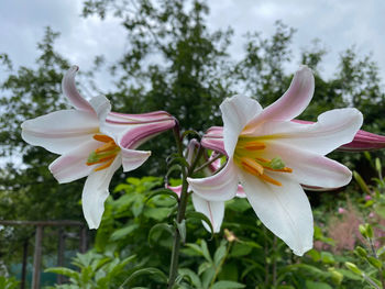 Close-up of white flowering plants in park