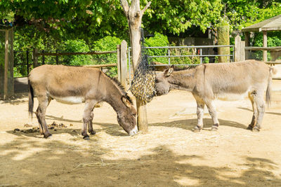 Horses in a farm