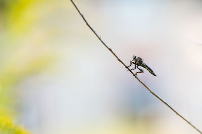 Close-up of insect on twig