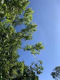 Low angle view of tree against clear blue sky