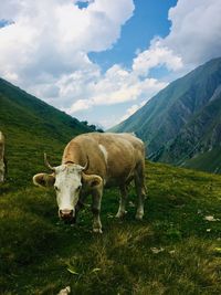 Cows in a field