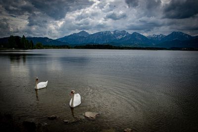 High angle view of swans in lake against sky