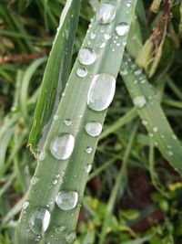 Close-up of wet plant