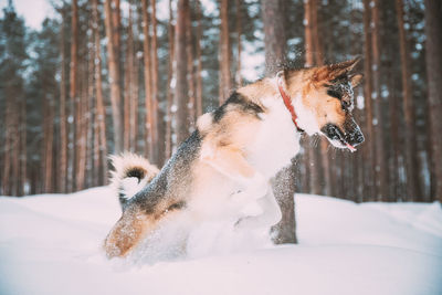 Dog on snow covered land