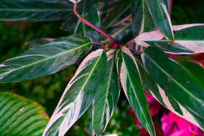 Close-up of wet plant