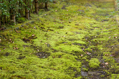 High angle view of moss growing on field