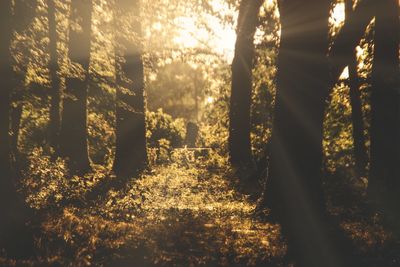 Trees in forest against sky