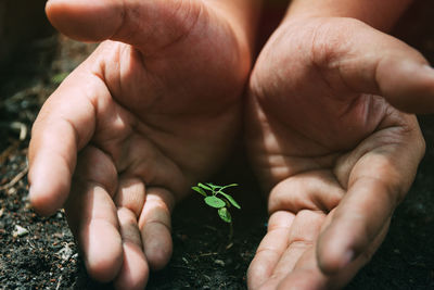 Cropped hands planting in garden