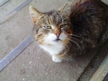 High angle portrait of a cat