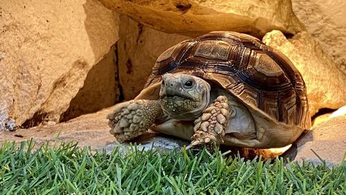 Lizard on rock in grass