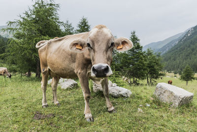 Cows standing in a field