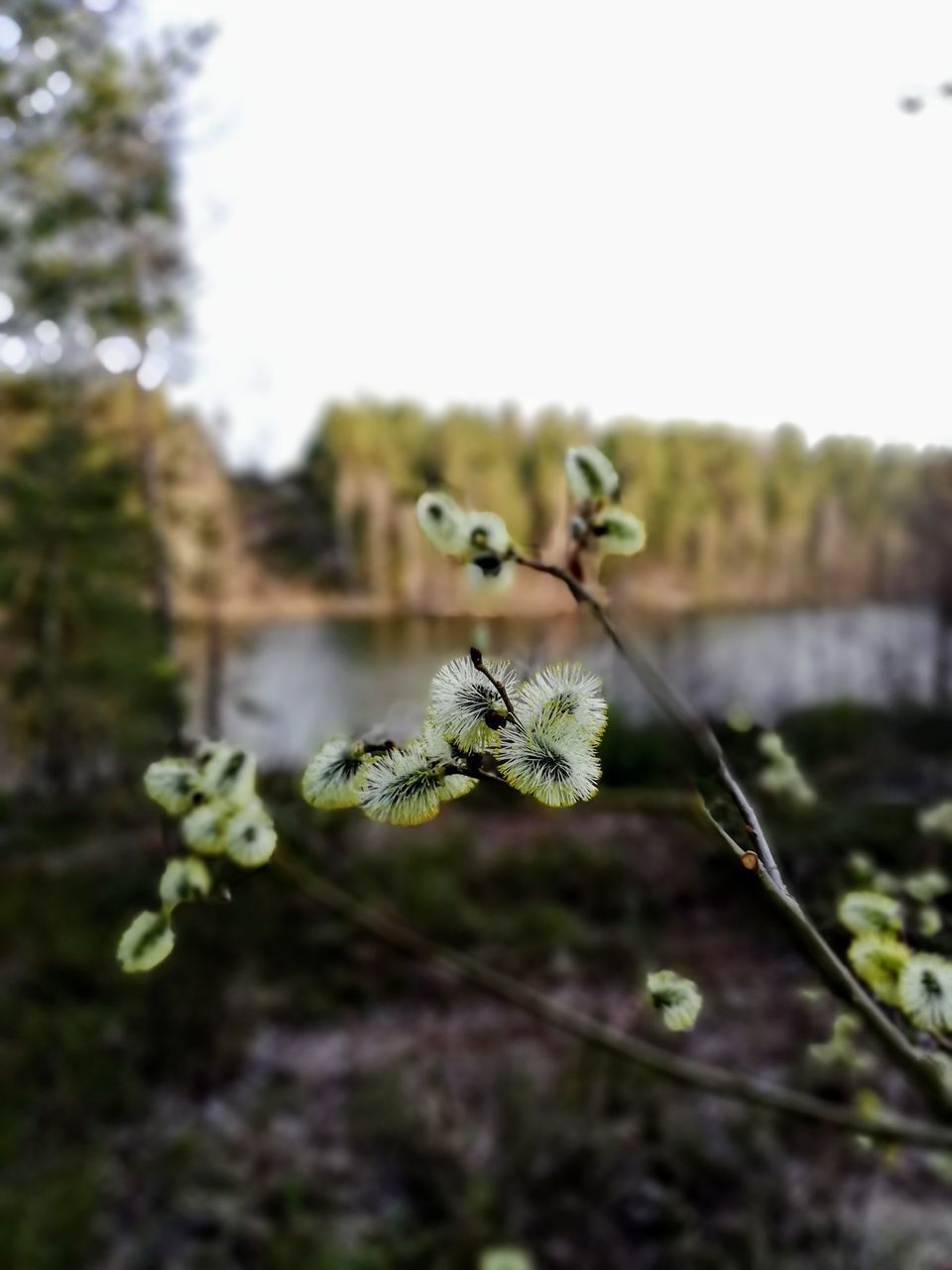 CLOSE-UP OF FLOWERING PLANT ON LAND