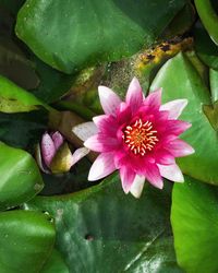 Close-up of lotus water lily in pond