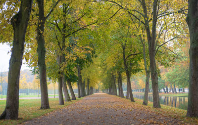 Road amidst trees in forest during autumn