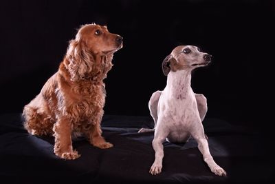 Dog looking away against black background