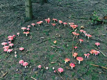 High angle view of flowers growing in park