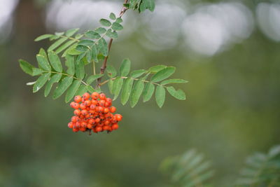 Close-up of red berries growing on plant