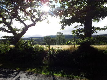 Scenic view of grassy field against sky