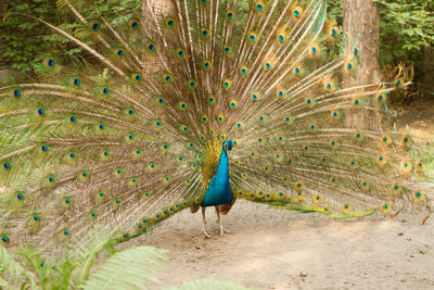 Full length of a peacock