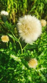 Close-up of dandelion flower