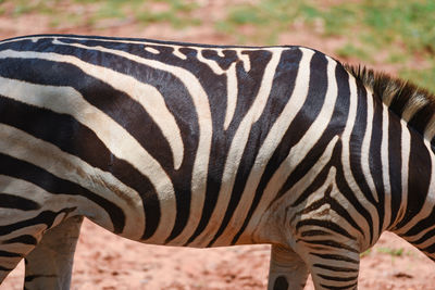 Close-up of zebra