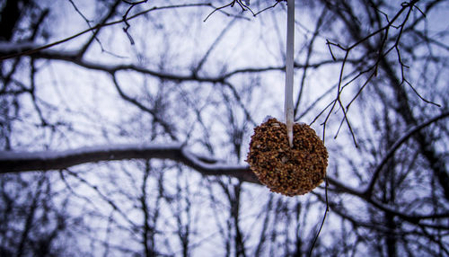 Close-up of bare tree during winter