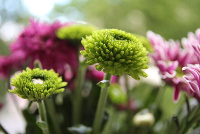 Close-up of pink flowering plant